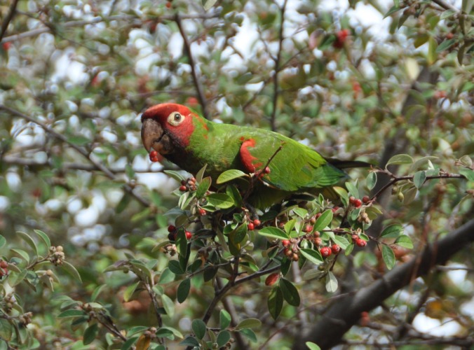parrot01